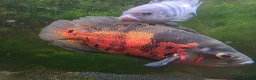 Other/Mixed Breed fish for sale: Oscar and ciclid in Hereford - Advert 4