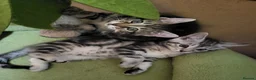 Maine Coon cats for sale: Litter of 5 Maine Coon X kittens - Advert 2
