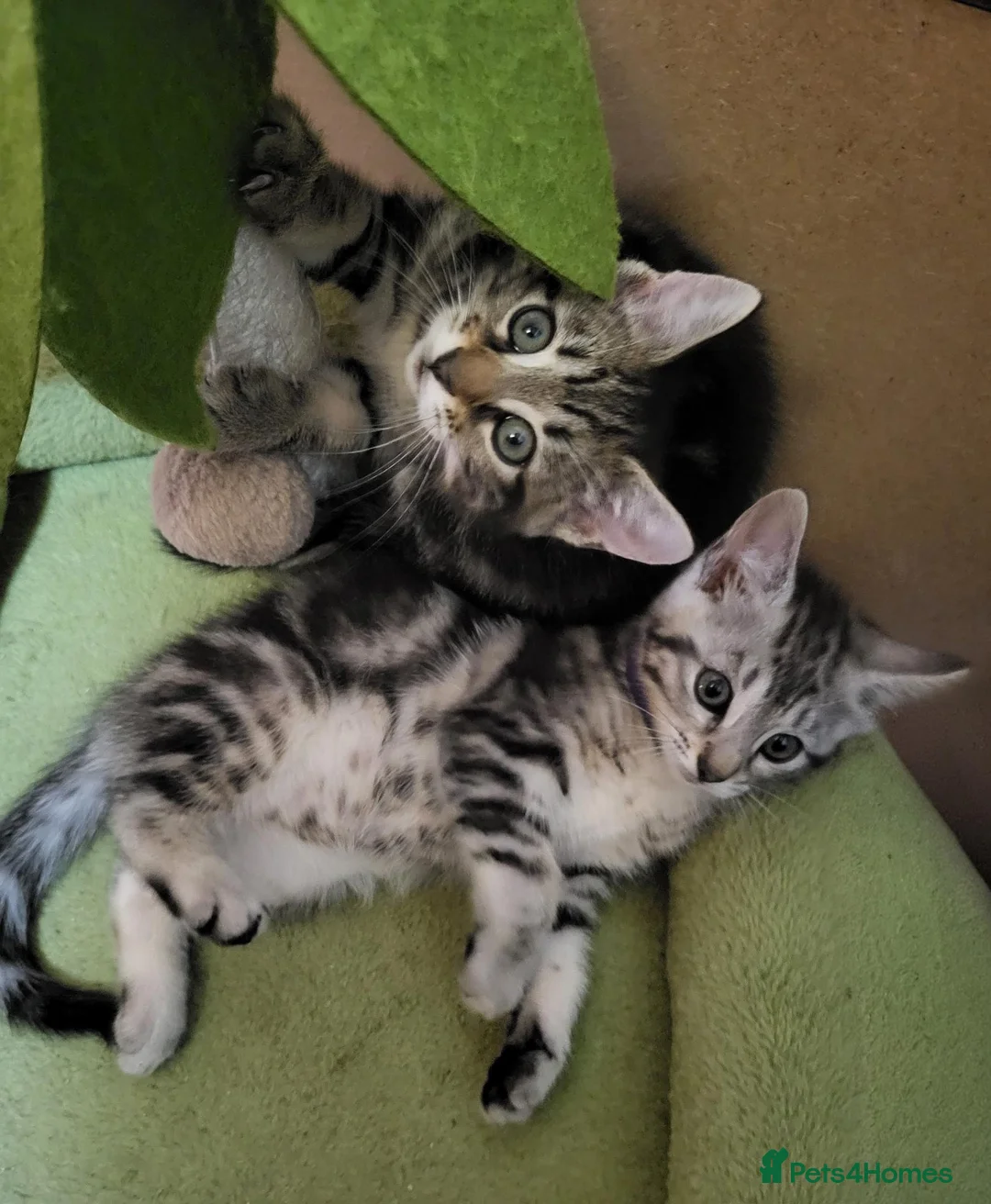 Maine Coon cats for sale: Litter of 5 Maine Coon X kittens - Advert 2