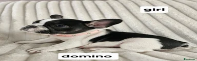 French Bulldog domino