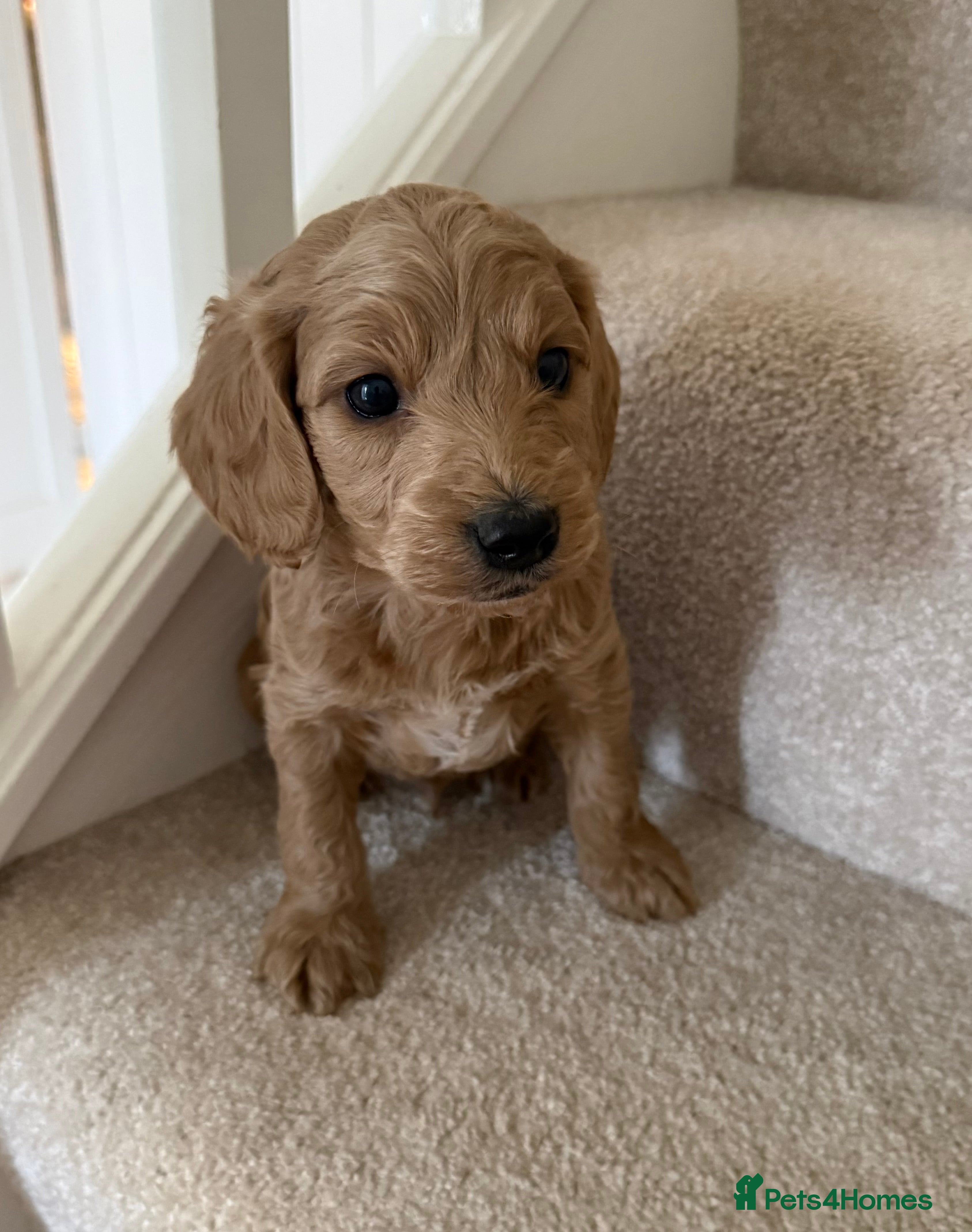 Cockapoo dogs LAST 2 Beautiful Boys F1 Cockapoo puppies - Advert 15