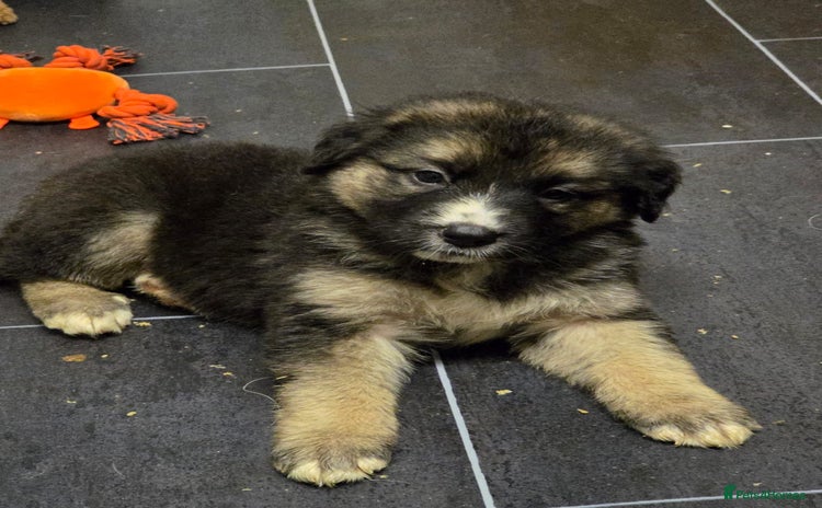 Mixed Breed dogs - Advert 1