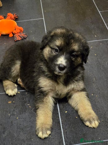Mixed Breed dogs - Advert 1