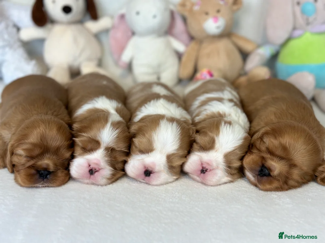 Cavalier King Charles Spaniel dogs for stud: KC Reg Health Tested Excellent Pedigrees for STUD in Nottingham - Advert 15