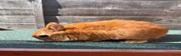 Giant Papillon rabbits for sale: continental giant , minilop , netherland draft - Advert 32
