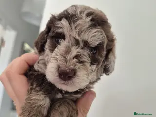 Cockapoo dogs F1BB cockapoo's for sale - Advert 4