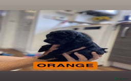 Cockapoo dogs for sale: Beautiful F1B Cockerpoos🐶 - Image 13