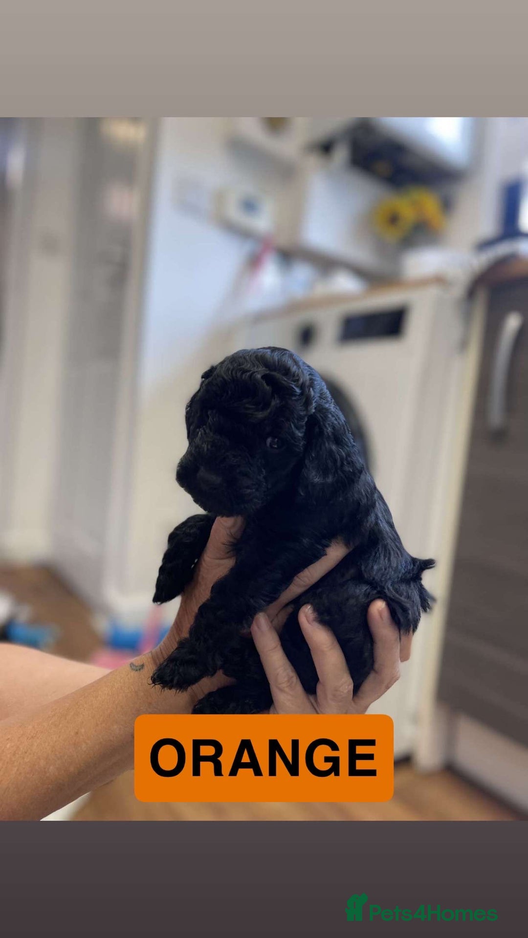 Cockapoo dogs for sale: Beautiful F1B Cockerpoos🐶 - Image 13
