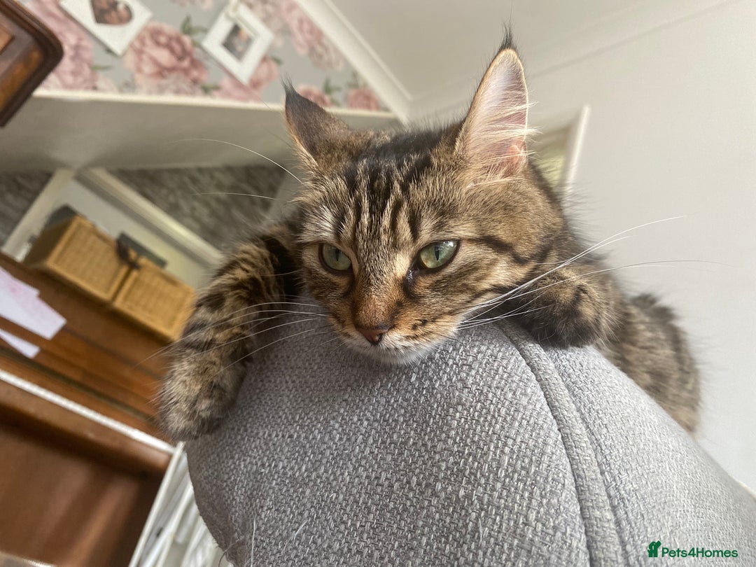 Mixed Breed cats for sale: Mainecoon and british shorthair mix  - Image 26
