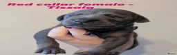 Dobermann dogs for sale: European doberman puppies  in Birkenhead - Advert 15