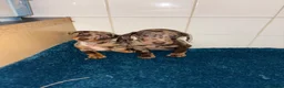 Dachshund dogs for sale: Miniature dachshund - Advert 22