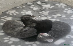 Ragdoll cats for sale: Ragdoll cross kittens  - Image 2