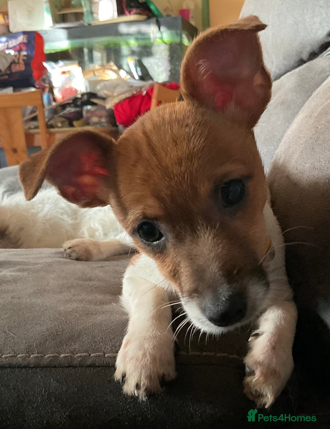 Jack Russell dogs for sale: Tiny Jack Russell - Image 1