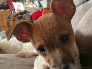 Jack Russell dogs for sale: Tiny Jack Russell - Advert 1