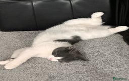 Domestic Shorthair cats for sale: Beautiful Domestic Cats-Mum,Dad&3 Adorable Kittens - Image 21