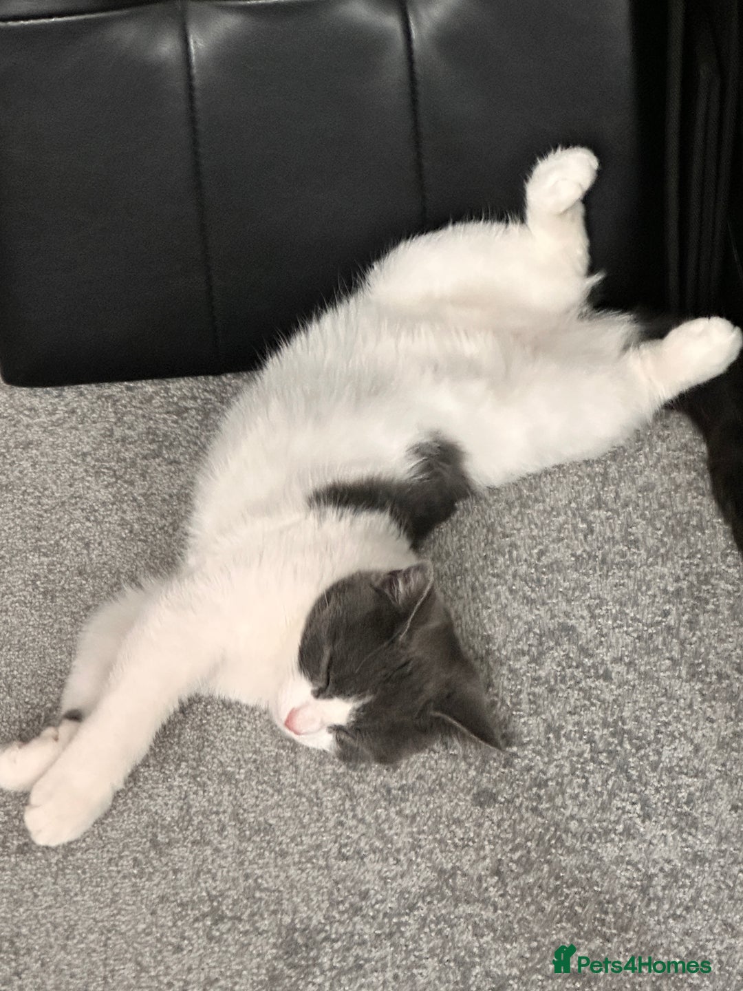 Domestic Shorthair cats for sale: Beautiful Domestic Cats-Mum,Dad&3 Adorable Kittens - Image 21