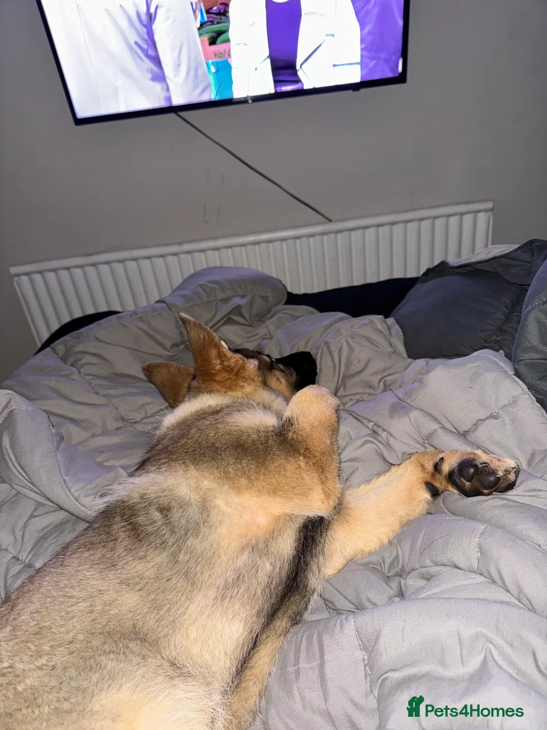 German Shepherd dogs for sale: 4.5 month old male German Shephard - Advert 30