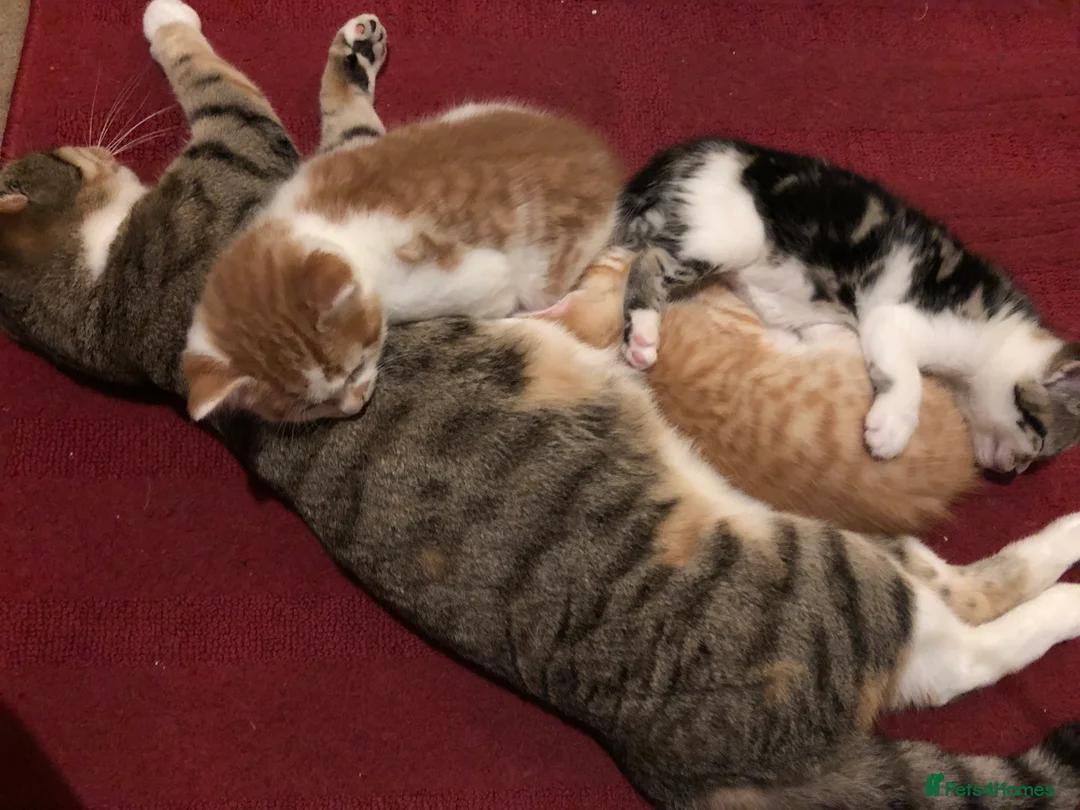 Mixed Breed cats for sale: 3 darling kittens looking for new homes - Advert 1