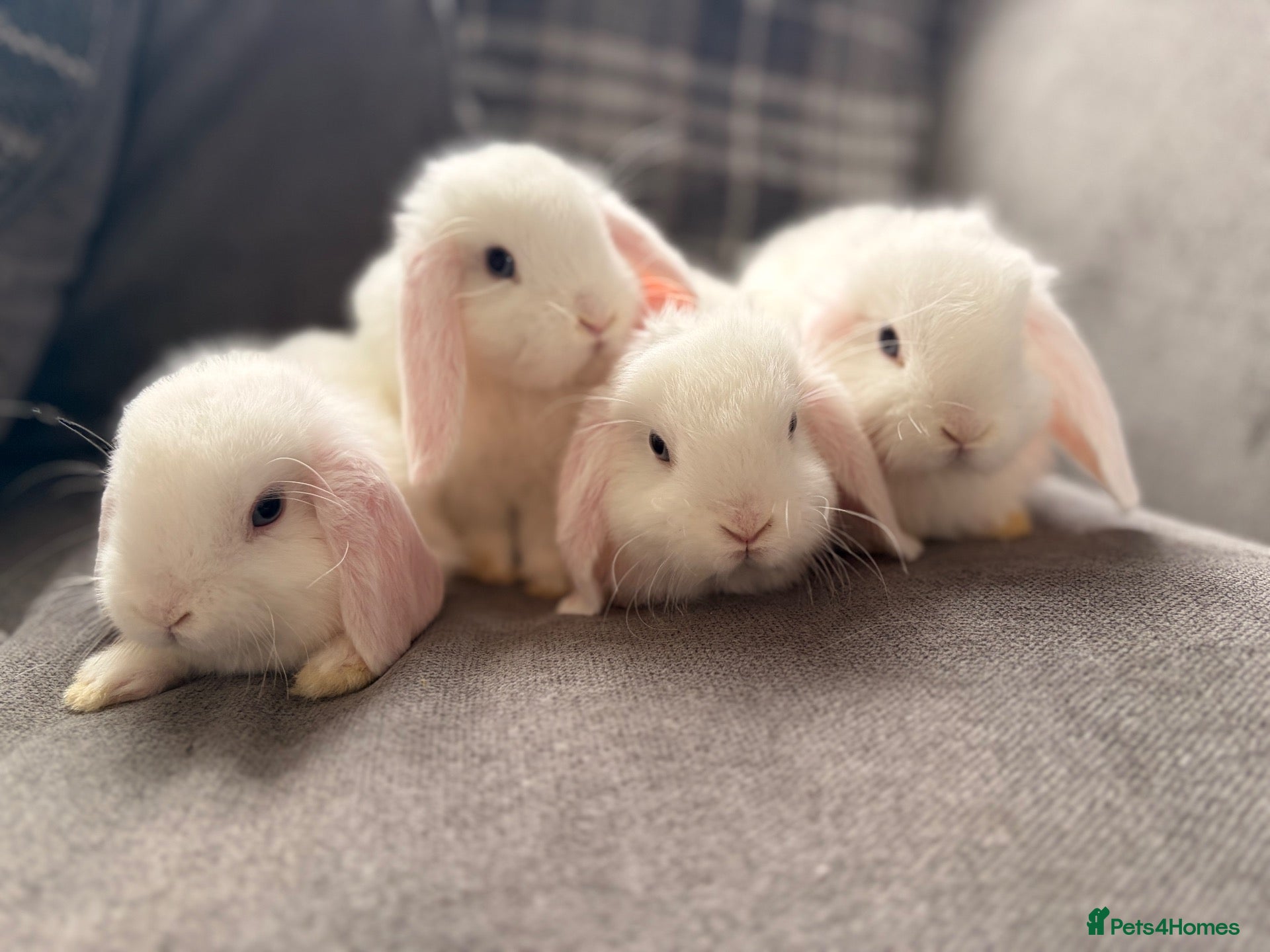 Mini Lop rabbits Mini lop babies (dates wrong 8weeks old) - Advert 1