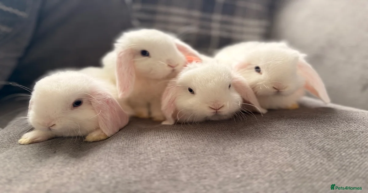 Blue eyed Mini Lop Rabbits for Sale for sale | Pets4Homes