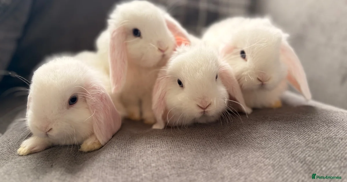 Lop Rabbit All Blue eyed Mini Lop Rabbits for Sale for sale | Pets4Homes