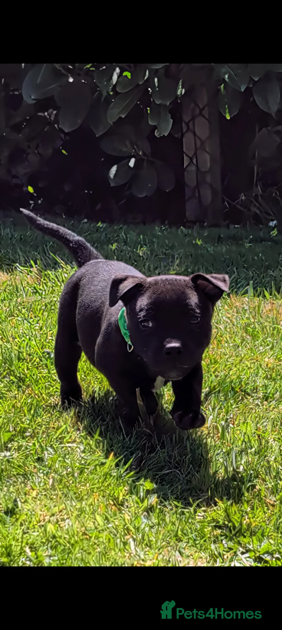 Staffordshire Bull Terrier dogs for sale: *REDUCED* Registered Staffordshire Bull Terrier  - Advert 2