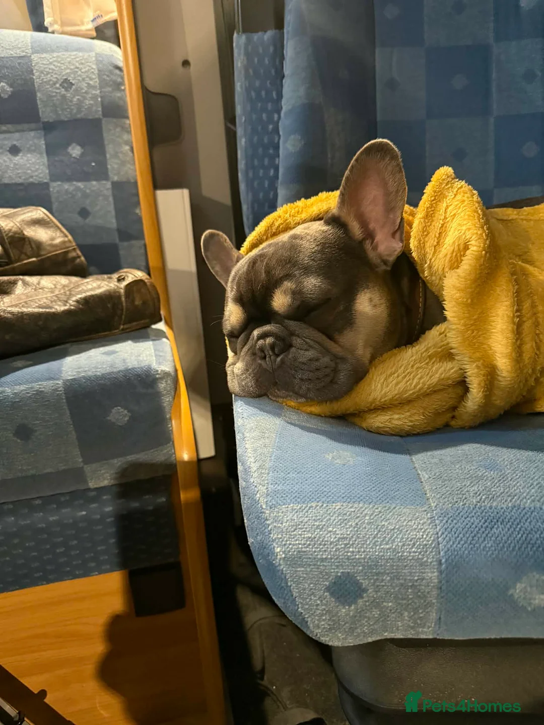 French Bulldog dogs for sale: Ace - male french bull dog in Brierley Hill - Advert 5