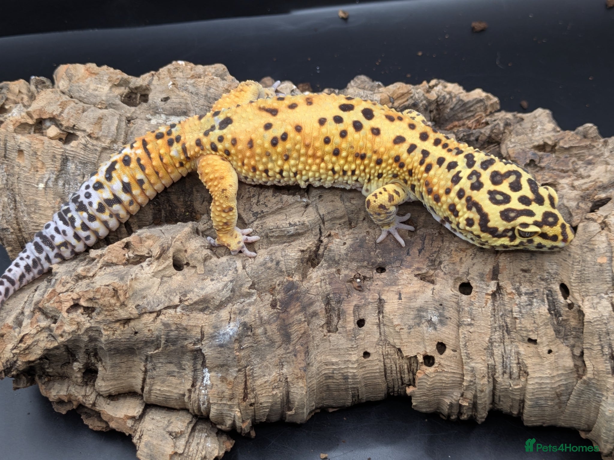 Leopard Gecko reptiles Adult leopard geckos - Advert 1