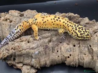 Leopard Gecko reptiles Adult leopard geckos - Advert 1