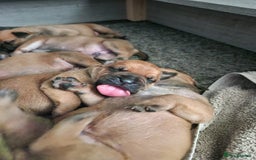 Mixed Breed dogs for sale: Bullmastiff X Puppies - Image 8