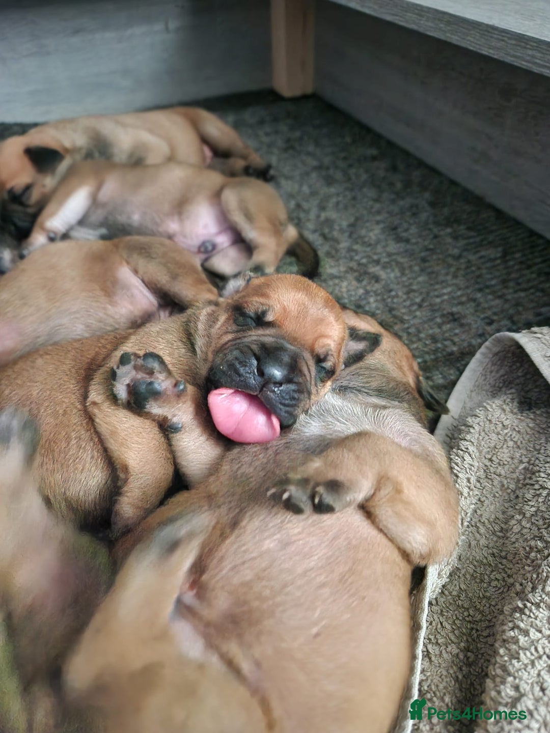 Mixed Breed dogs for sale: Bullmastiff X Puppies - Image 8