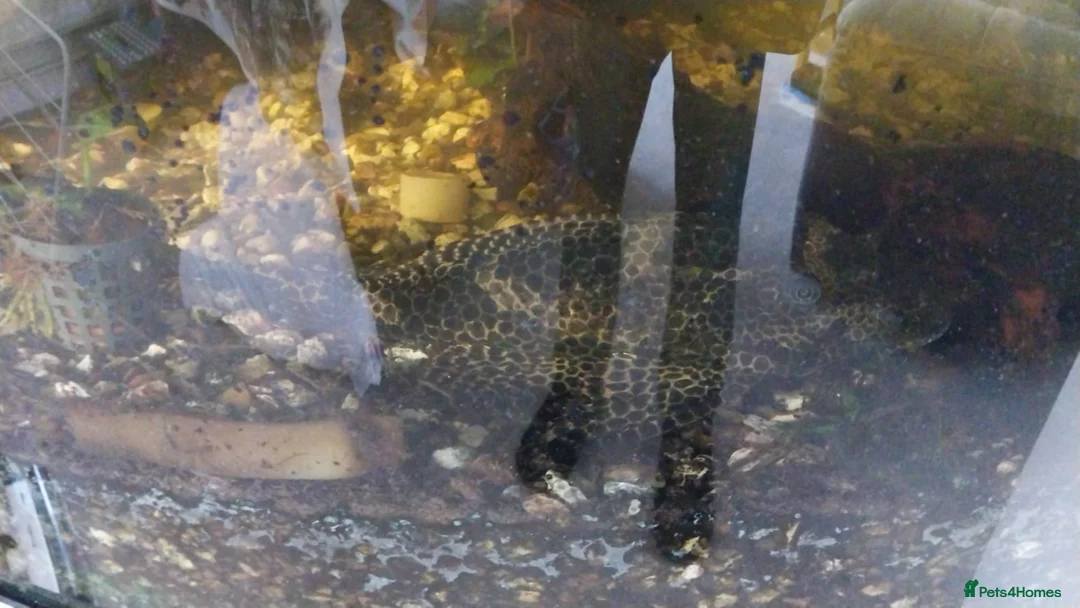 Catfish fish for sale: Free to loving home in Slough - Advert 2