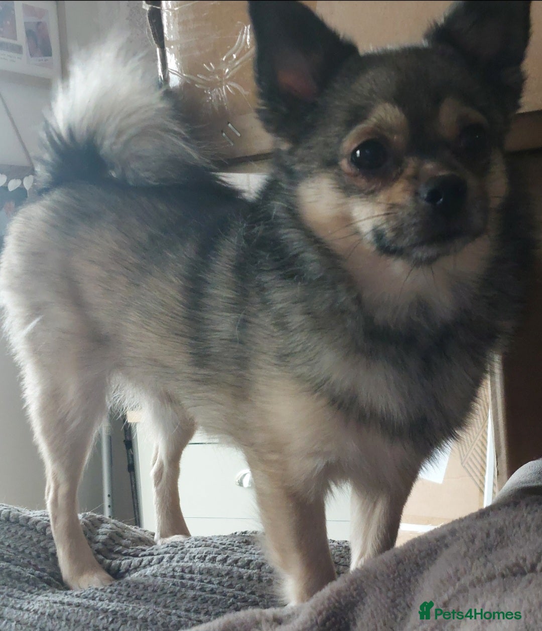Mixed Breed dogs Looking for his forever home - Advert 1