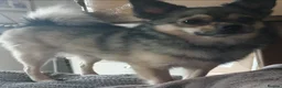 Mixed Breed dogs for sale: Looking for his forever home - Advert 1