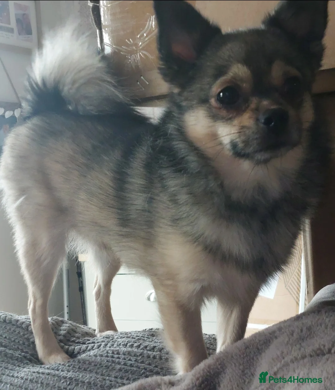 Mixed Breed dogs for sale: Looking for his forever home - Advert 1
