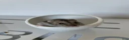 Hamster rodents for sale: One year old male dwarf hamster in London - Advert 3