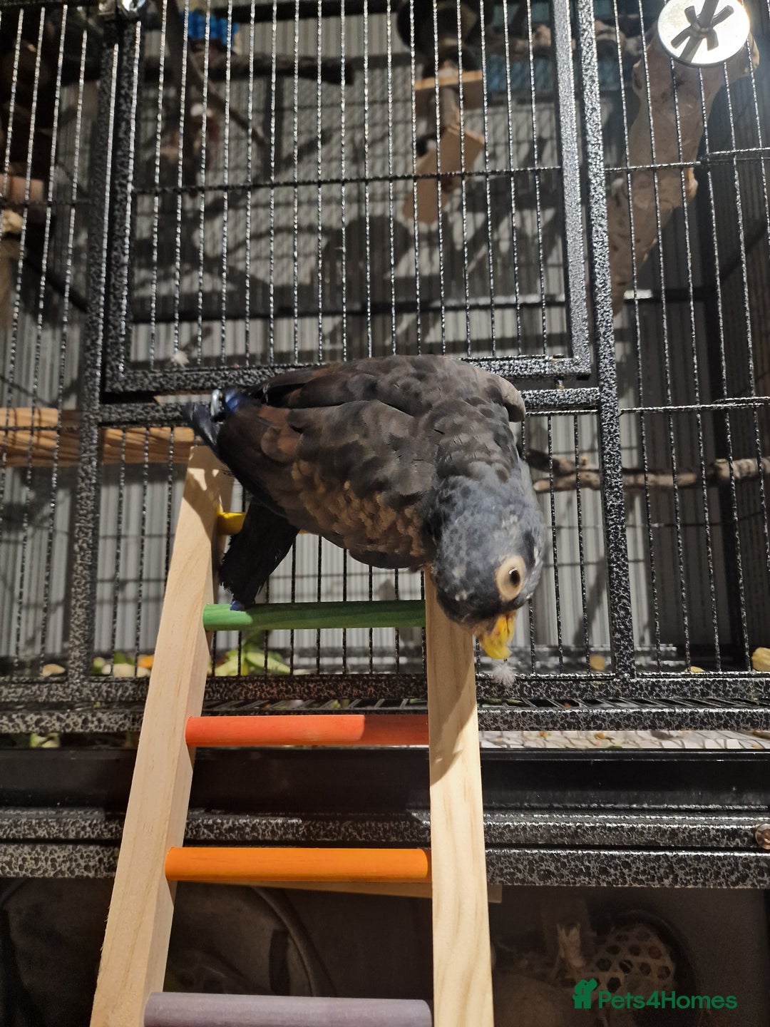 Parrots birds for sale: Bronze wing Pionus female 3 years old - Image 8