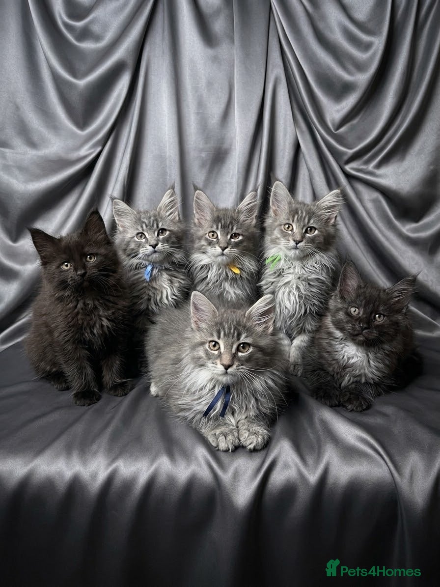 Maine Coon cats for sale: 👑Royal MaineCoon Girls TICA Champion Bloodline!👑 - Advert 5