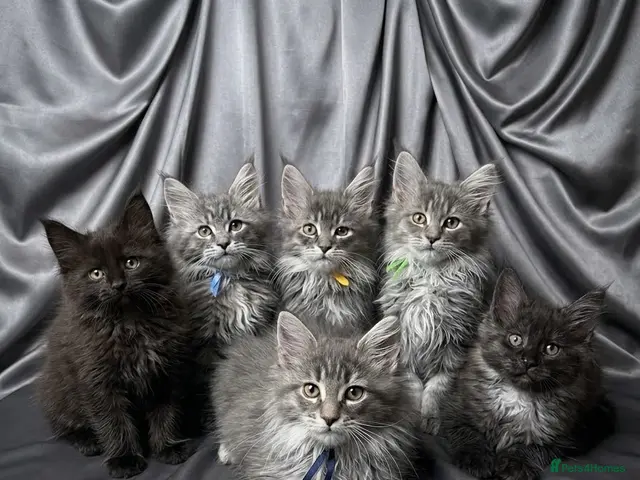 Maine Coon cats for sale: 👑Royal MaineCoon Girls TICA Champion Bloodline!👑 - Advert 5