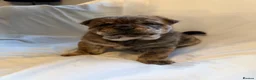 Chow Chow dogs for sale: Chowski puppies  - Advert 10