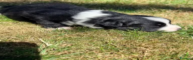 Miniature American Shepherd 3