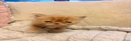 Persian cats for sale: Beautiful Persian/ Exotic kittens 🩵🩷 in Yeovil - Advert 7