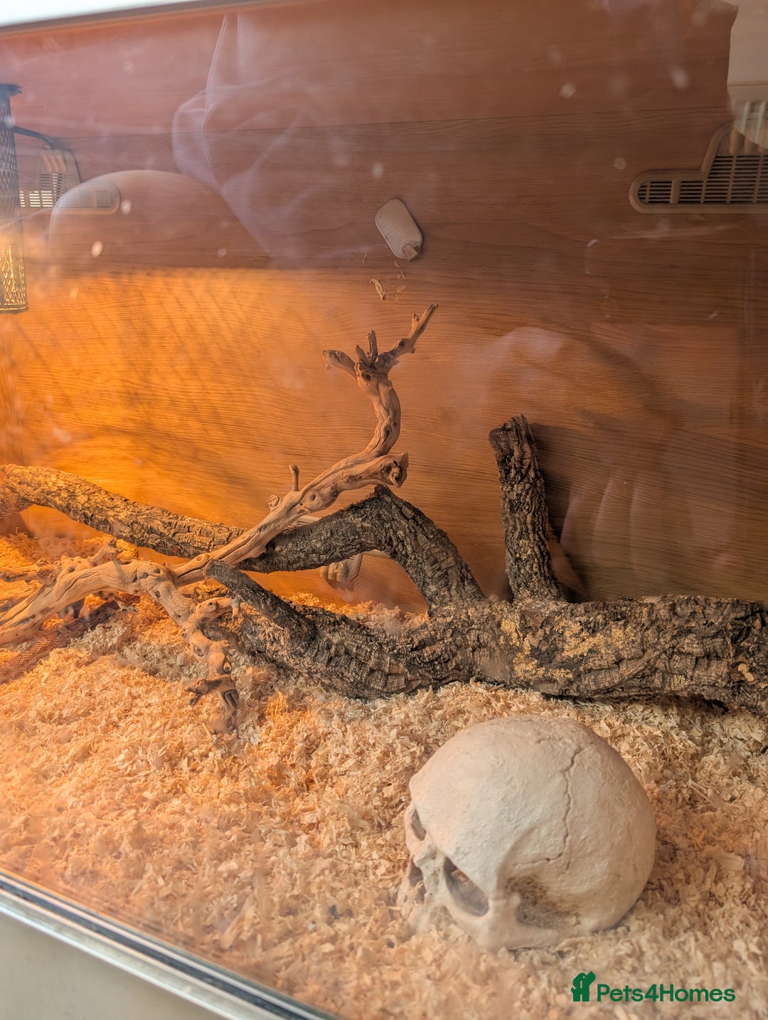 Corn Snake reptiles for sale: Cornsnake  with vivarium - Image 8