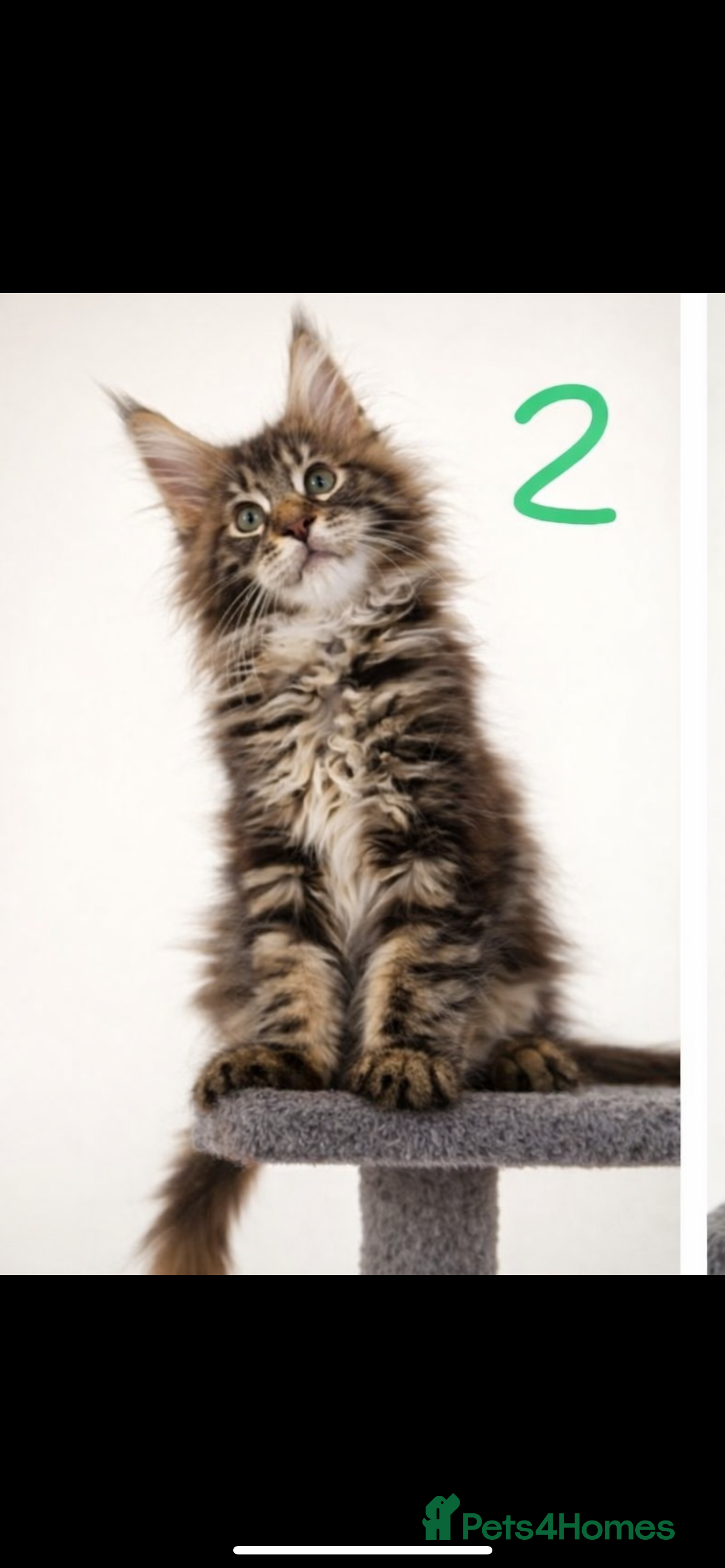 Maine Coon cats Maine Coon kittens 2 boys 1 girl Silver Tabbies - Advert 3