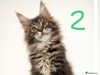 Maine Coon cats Maine Coon kittens 2 boys 1 girl Silver Tabbies - Advert 3