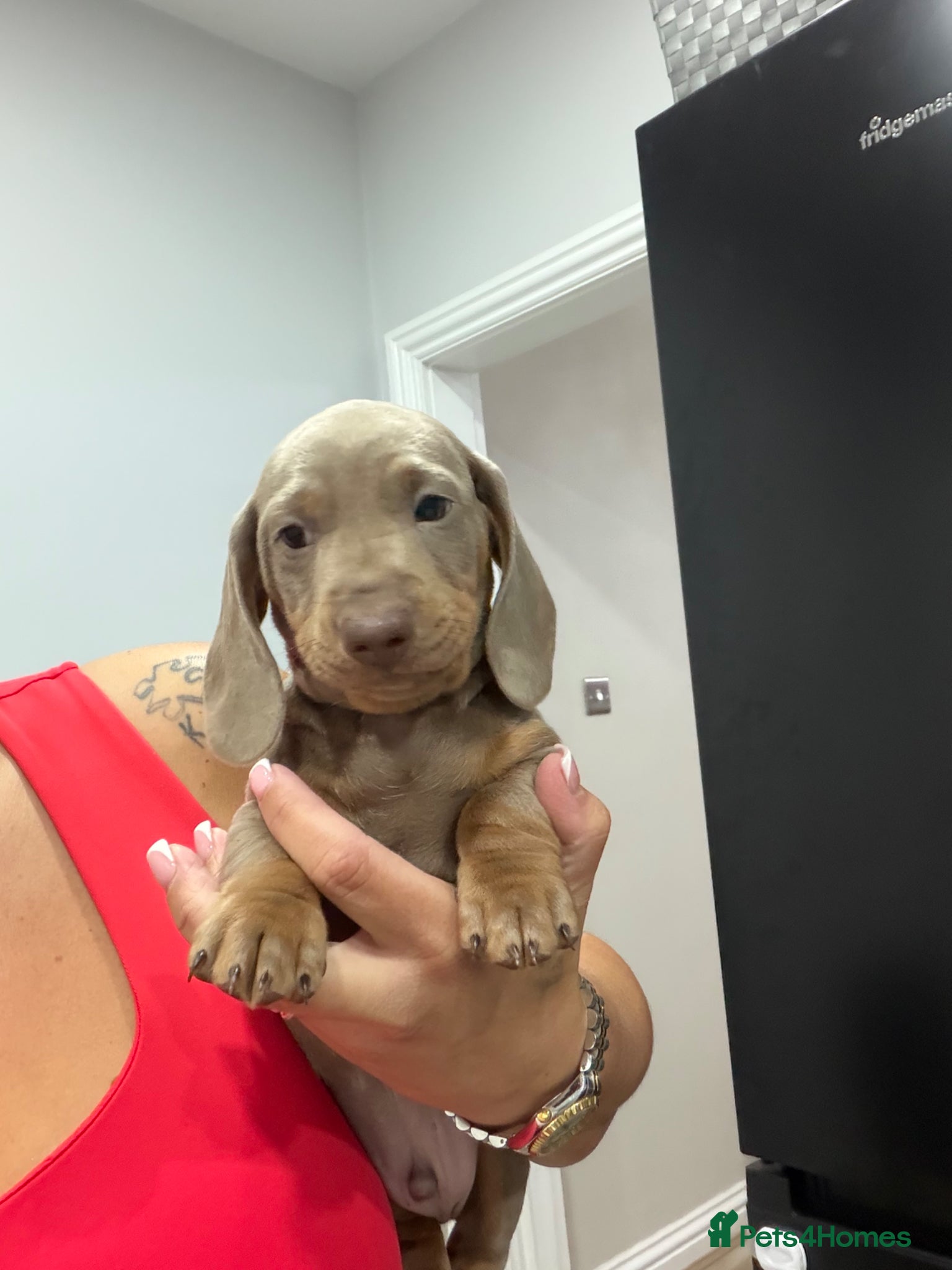 Miniature Dachshund dogs Last Stunning Boy Left  - Advert 2