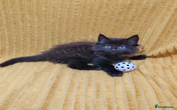 Mixed Breed cats for sale: Half Maine Coon kittens VIDEOS - Image 6