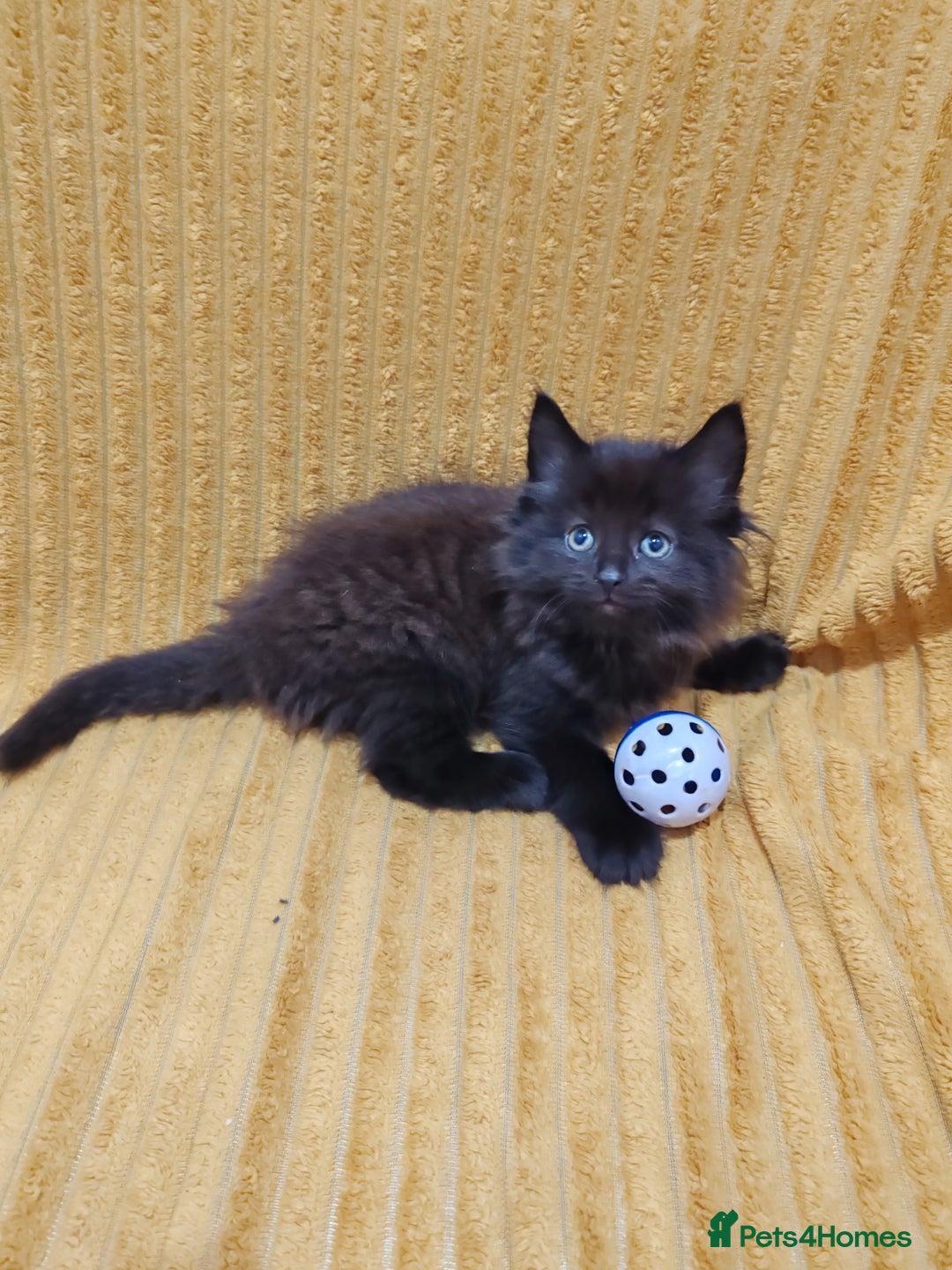 Mixed Breed cats for sale: Half Maine Coon kittens VIDEOS - Image 6