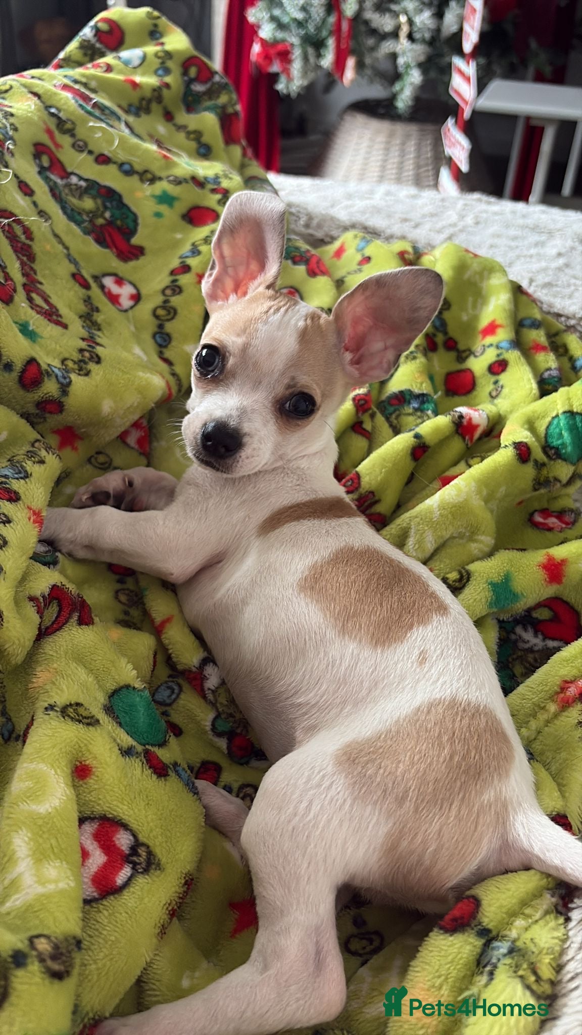 Mixed Breed dogs Chihuahua cross jack russel - Advert 4