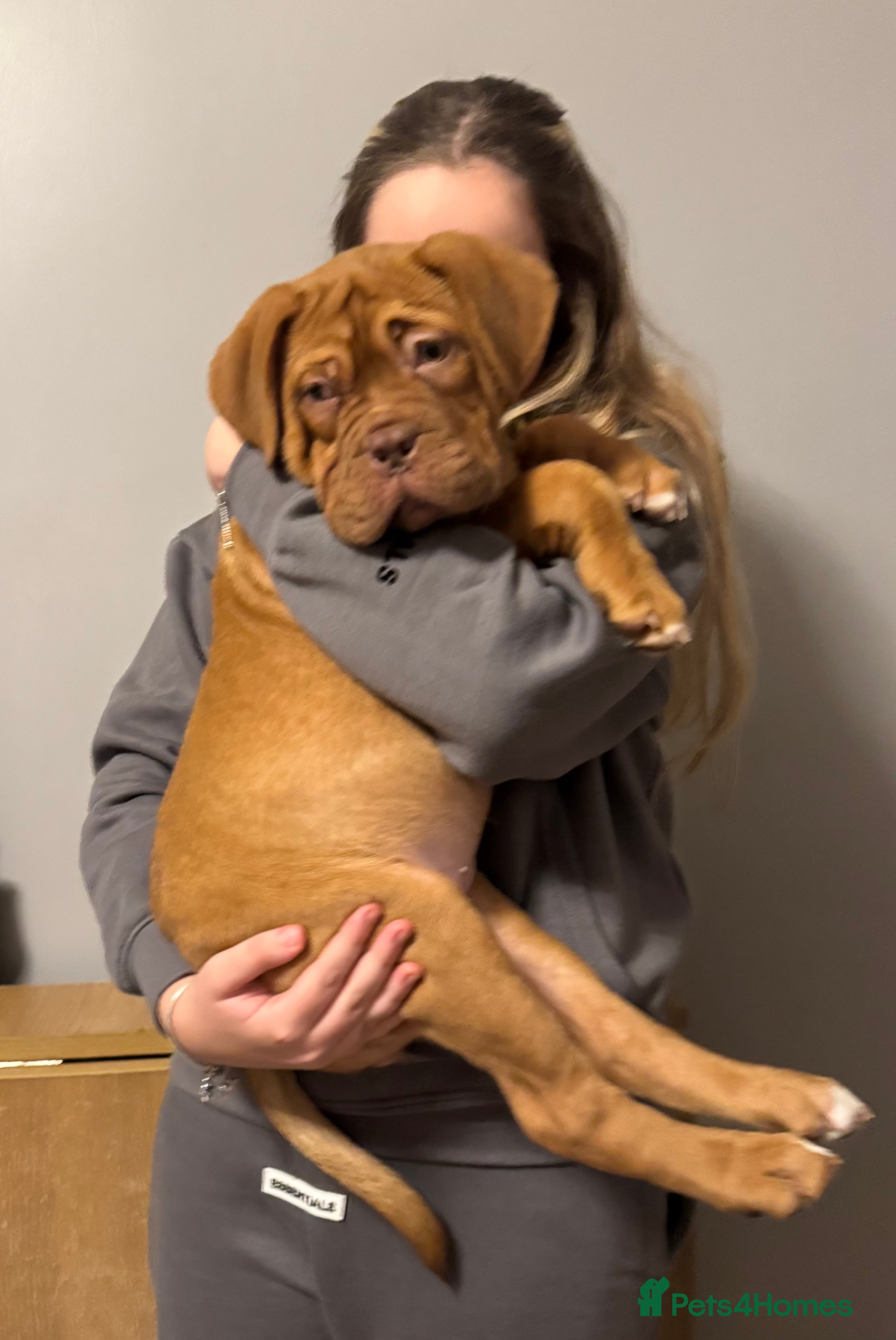 Dogue De Bordeaux dogs Ready to go last Outstanding Chunky KC DDB Puppy - Advert 4